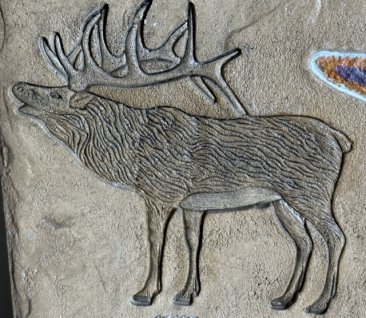 PRO - Elk