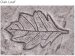 PRO - Leaf stamp (Oak and/or Maple)